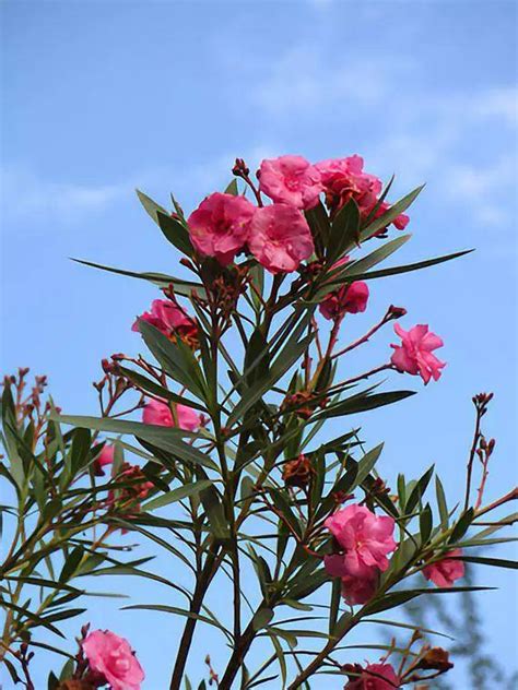 紅花夾竹桃|夾竹桃